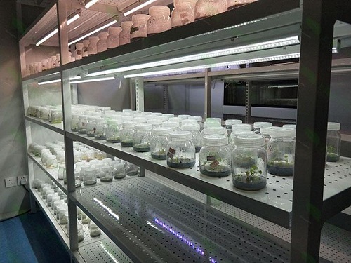 海珠植物组织培养实验室设计建设方案